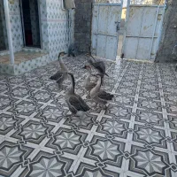 فروش قو قاز و قاز محلی