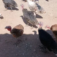 فروش بوقلمون