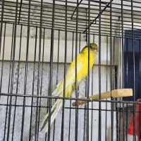 فروش قناری رسمی بلند