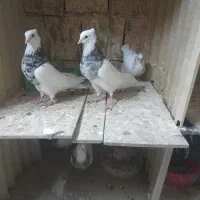 طوقی الماسی وهفت رنگ