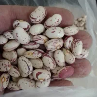 لوبیا چیتی|خوردنی و آشامیدنی|قم, باسکول|دیوار