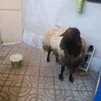 قوچ همو یک ساله