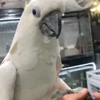 کاکادو آلفا