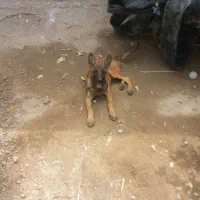 توله مالینیوز بلژیکی|سگ|جیرفت, |دیوار