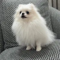 گمشده.سگ پامر سفید(مژدگانی)