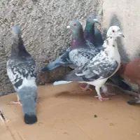 ده کبوتر پلاکی|پرنده|خورموج, |دیوار