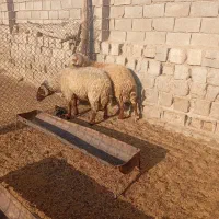 فروش دو عدد قوچ|حیوانات مزرعه|امیدیه, |دیوار