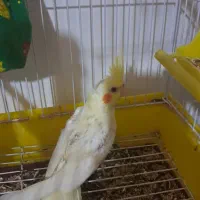 عروس هلندی تازه دون خور|پرنده|کلاچای, |دیوار