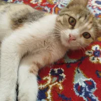واگذاری بچه گربه