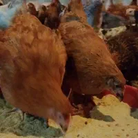 فروش نیمچه گلپایگان( تخمگذار)