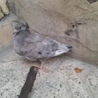 کبوتر هفترنگ یا تمام نقره ای پرخال سیاه