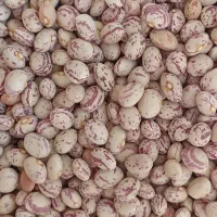 لوبیا چیتی درجه یک سرحد