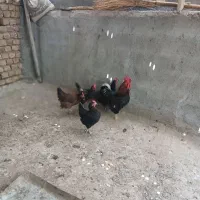 مرغ محلی