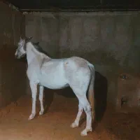 فروش مادیان کرد اصیل