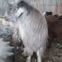 نر بز دوبور تکه شیرازی|حیوانات مزرعه|قم, قلعه صدری|دیوار