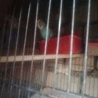 مرغ عشق ماده|پرنده|خمین, |دیوار