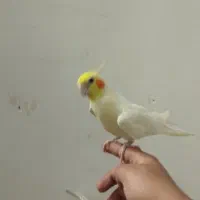 مولد واقعی کارداده مست|پرنده|زنجان, |دیوار