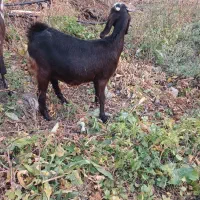 یک عدد بزغاله آبستن پاکستانی