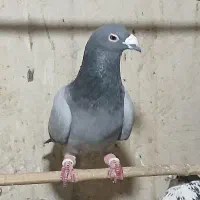 کفتر پلاکی غریب گیری