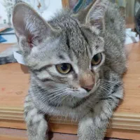 سه بچه گربه DSH