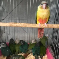 گرینچیک ۱۵روزه سرلاکی