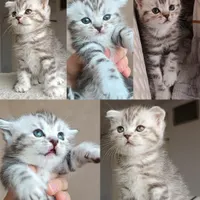 گربه|گربه|قرچک, |دیوار