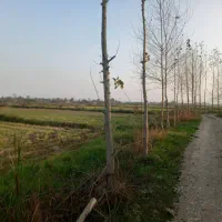 فروش۱۶هزارمتر زمین کشاورزی سنتی بر جاده|فروش زمین و ملک کلنگی|شفت, |دیوار