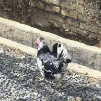 تخم مرغ با نطفه نژاد گلین درجه یک