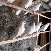 کبوتر پرشی اصل