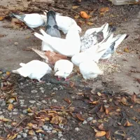 کبوتر|پرنده|چالوس, |دیوار