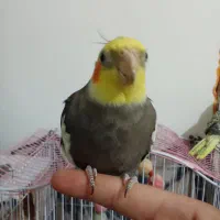 عروس هلندی نر و ماده با قفس|پرنده|شاندرمن, |دیوار