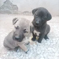 سگ افغان نروماده