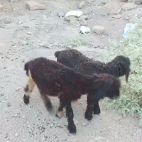 دو عدد بره