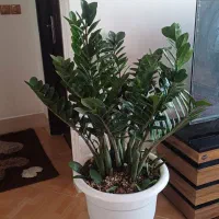 گیاه غول پیکر با۱۸تا پاجوش مخصوص خاص پسندها