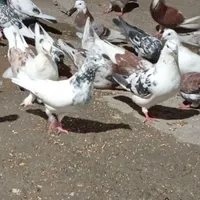 فروشی یا معاوضه با طوطی سخنگو|پرنده|میناب, |دیوار