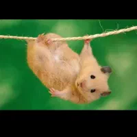 همستر آلیرام