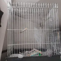 قفس|لوازم جانبی حیوانات|خمینیشهر, |دیوار