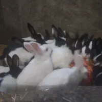 حراج خرگوش|موش و خرگوش|مهاباد (آذربایجان غربی), |دیوار