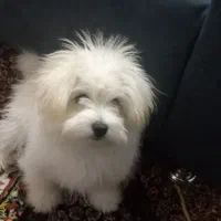 سگ واگذاری|سگ|فسا, |دیوار