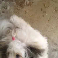 سگ باهاش|سگ|بهبهان, |دیوار