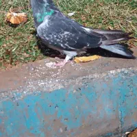 سبزشهرکردی