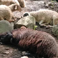 گوسفند با بره