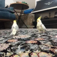 عروس هلندی