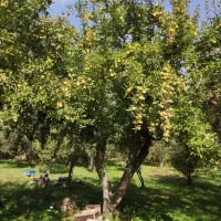 سیب ازناو