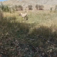 سگ سرابی|حیوانات|سلماس, |دیوار