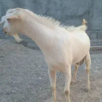 نری و بز آبستن (رضوان)|حیوانات مزرعه|بندرعباس, |دیوار