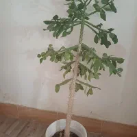 گل زیبای کاکتوس