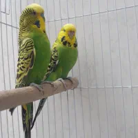 مرغ عشق انگلیسی|پرنده|تهران, راه آهن|دیوار