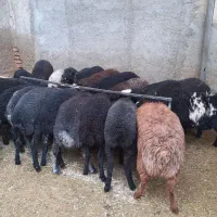 بره بره|حیوانات مزرعه|جوادآباد, |دیوار