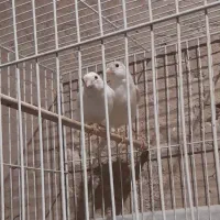 یک جفت قناری سفیدکار داده